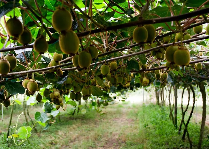 Casa De Sao Vicente De Cima 펜션 *